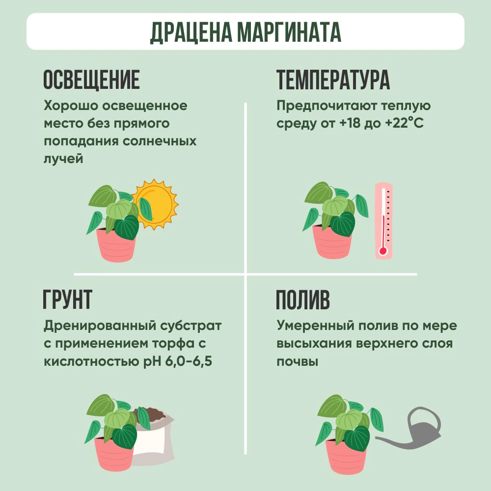 Драцена Маргината микс d11 см