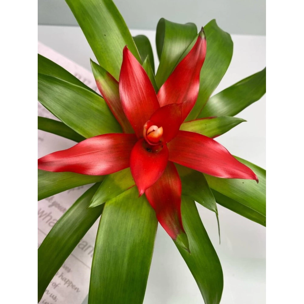 Гузмания Темпо d9 см