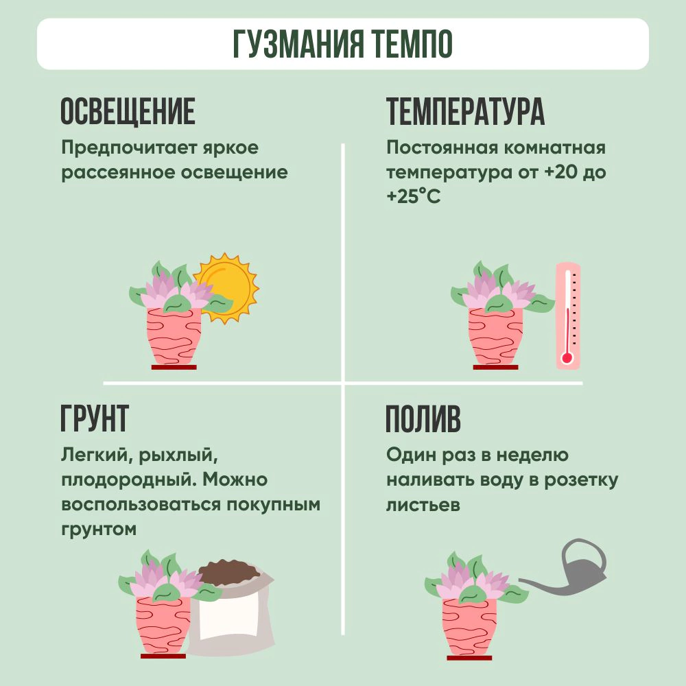 Гузмания Темпо d9 см