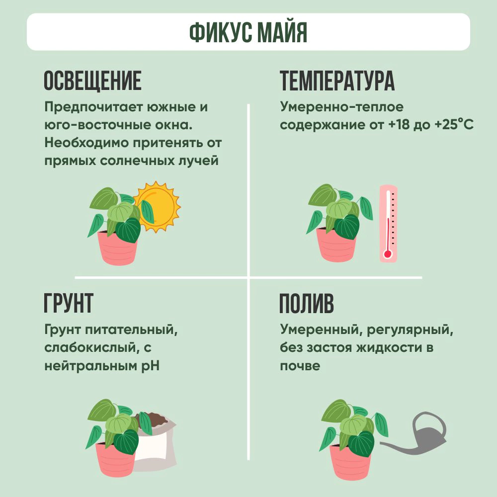 Фикус Майя переплетенный d12 см