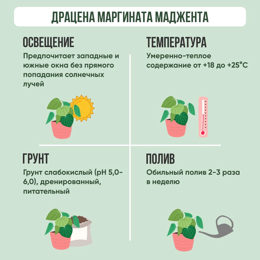 Драцена Маргината Маджента d11 см