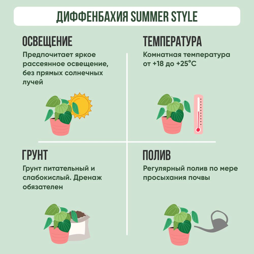 Диффенбахия Саммерстайл d17 см h40 см