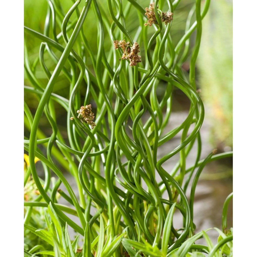 Джункус спиральный d13 см