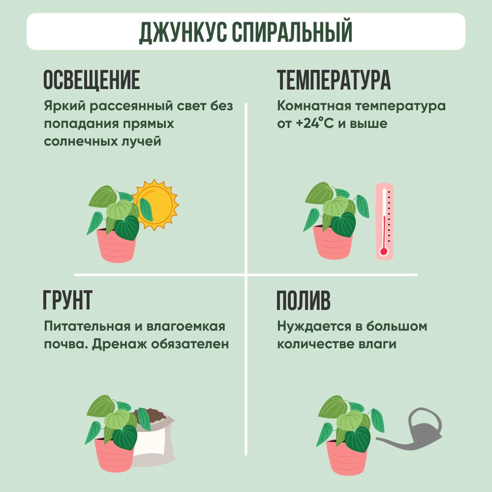 Джункус спиральный d13 см