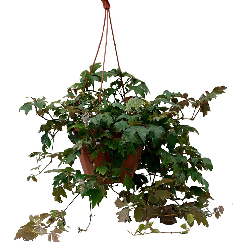 Роициссус подвесной 21х50 см