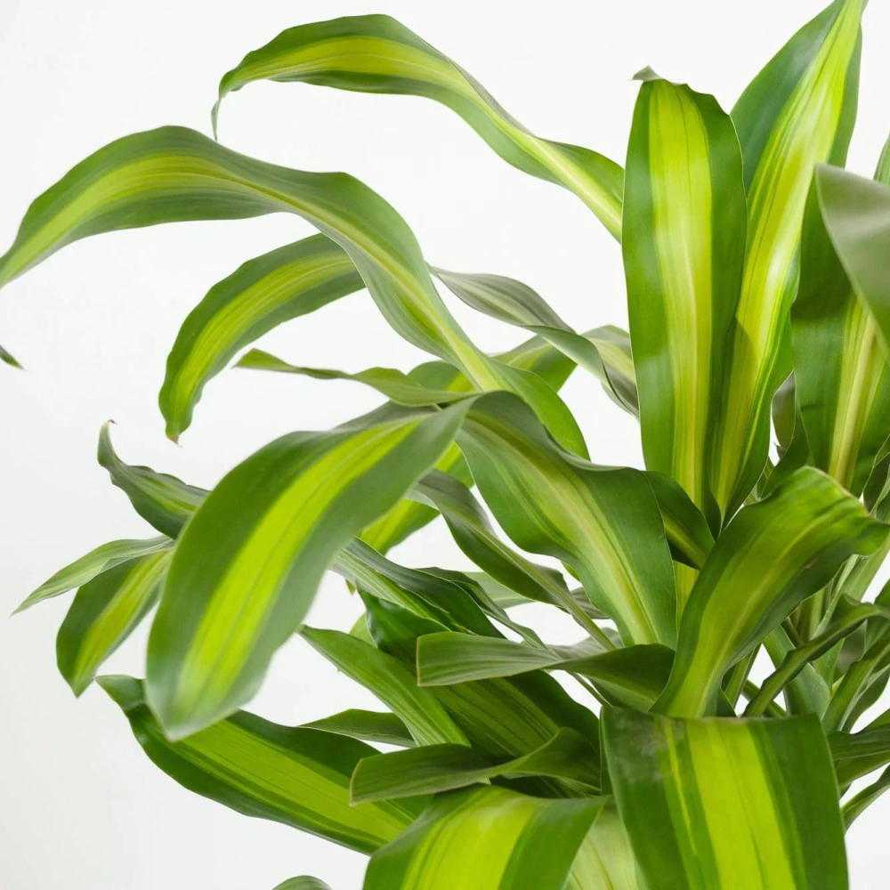 Драцена фрагранс Массанжеана 3 ствола d21 см h90 см