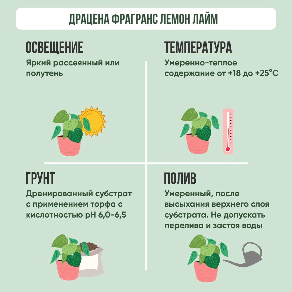 Драцена фрагранс Лемон Лайм d19 см h90 см