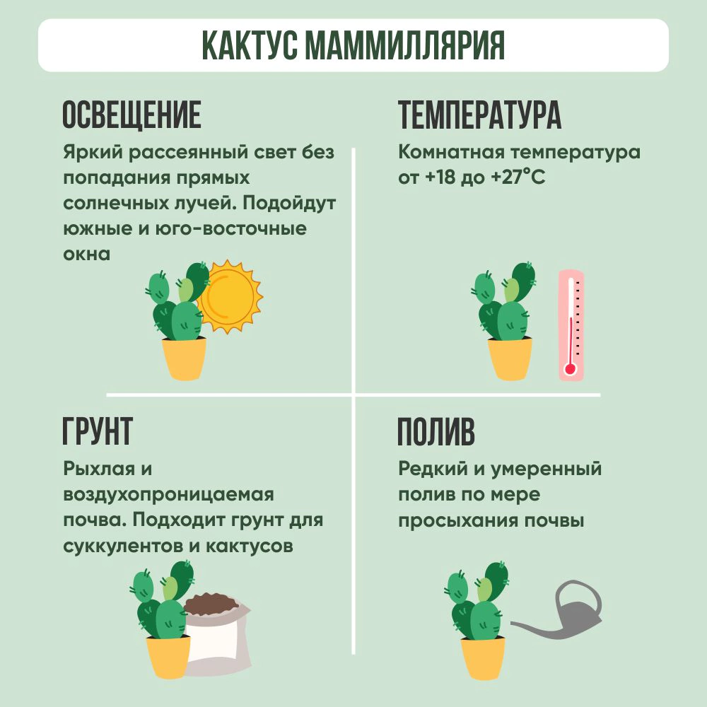 Кактус Маммиллярия d8 см h10 см АМ