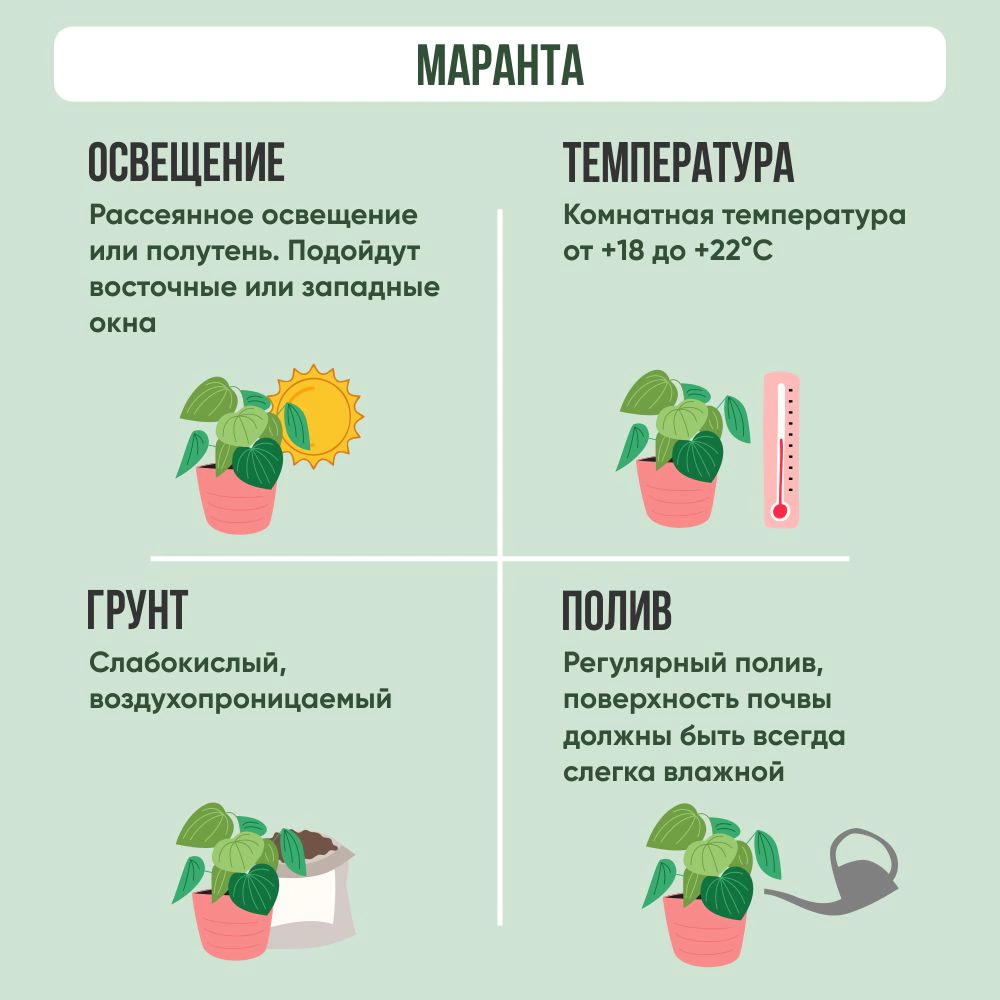 Маранта d12 см h20 см