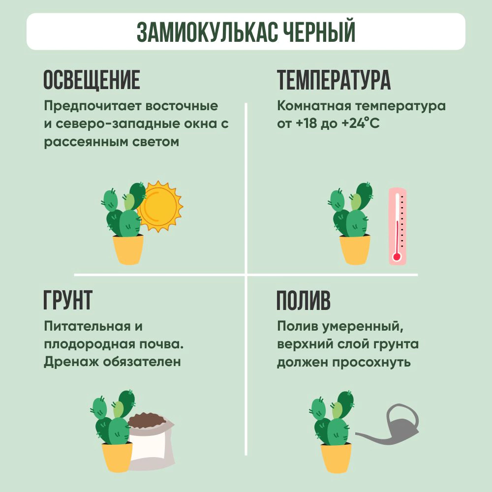 Замиокулькас черный d17 см h60-80 см