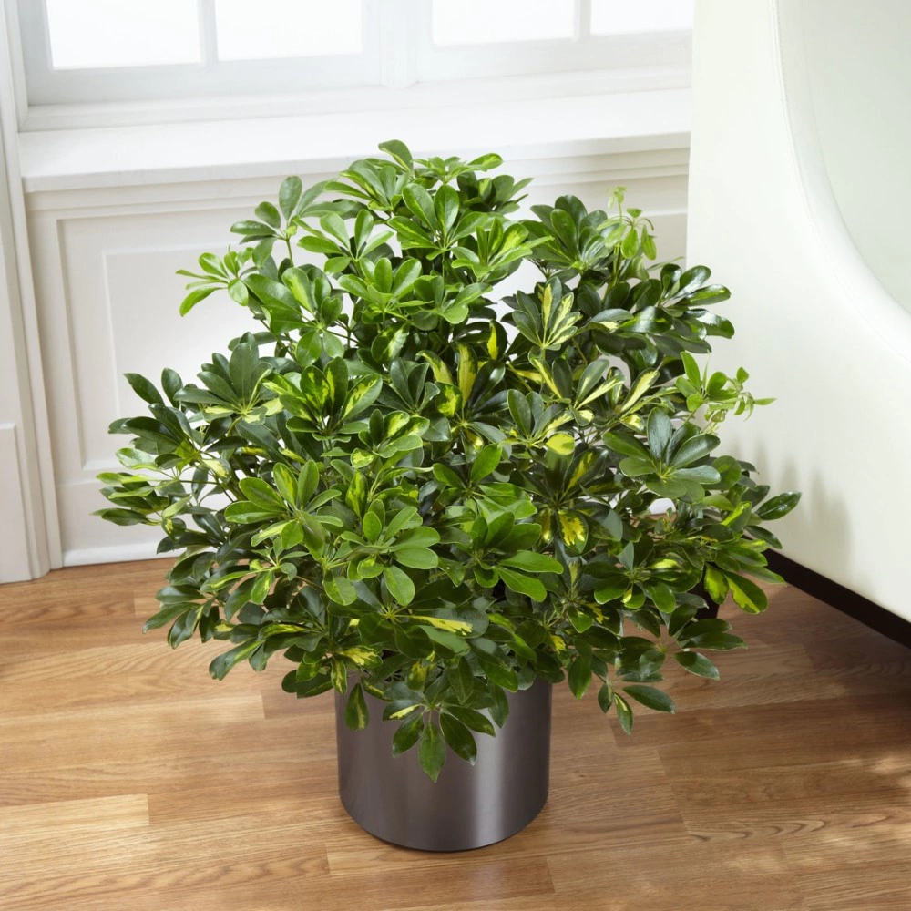 Шеффлера d17 см h55 см