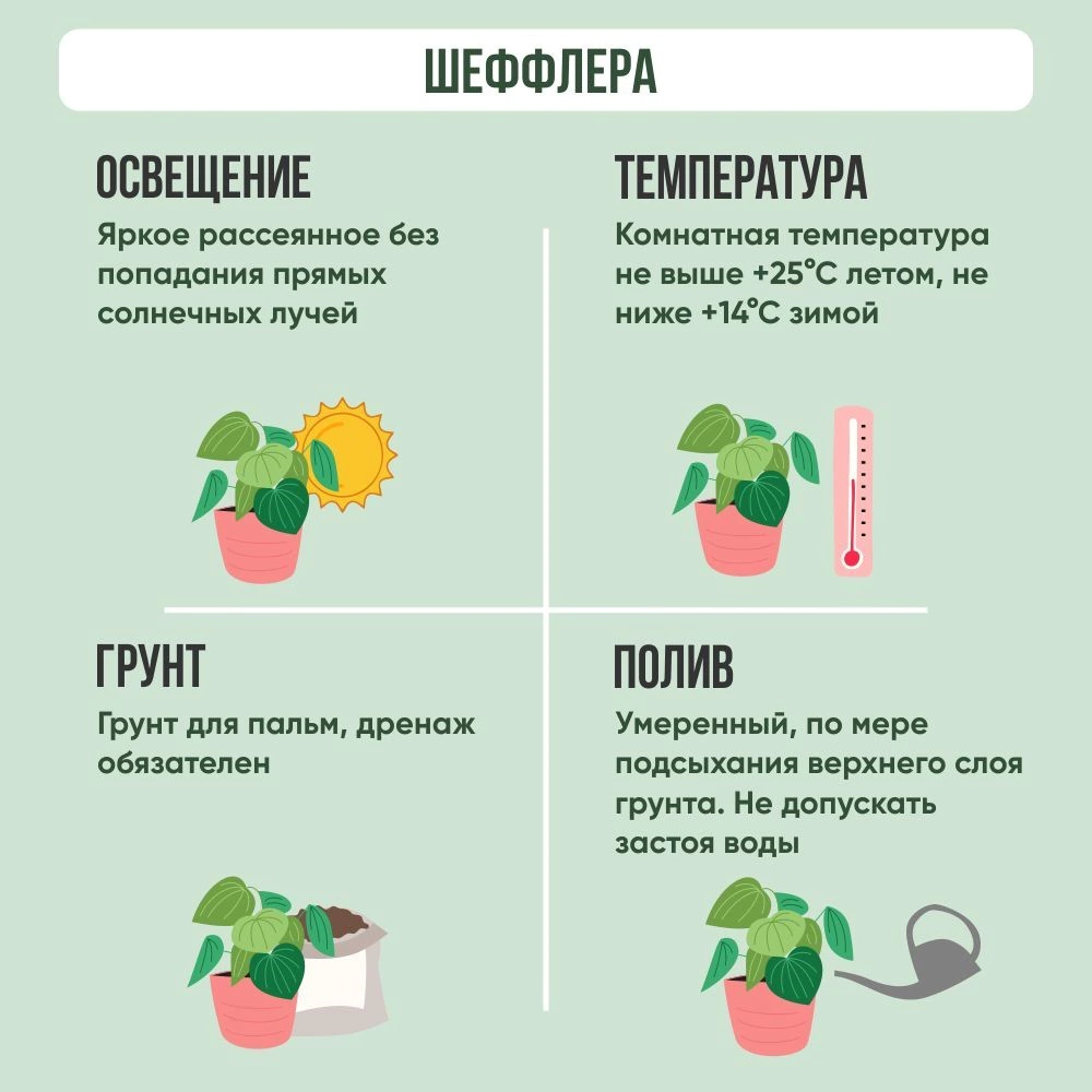 Шеффлера d17 см h55 см