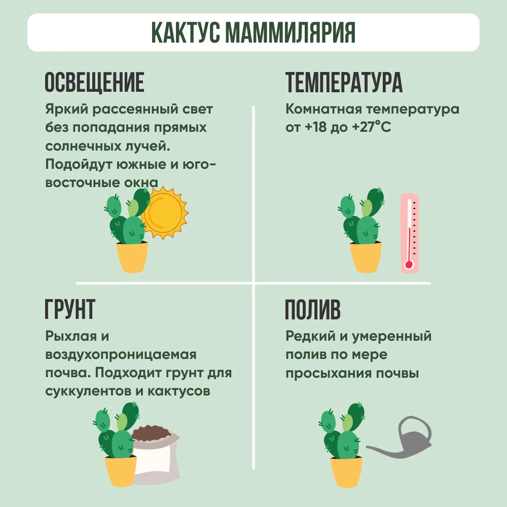 Кактус Маммилярия d8 см h10 см
