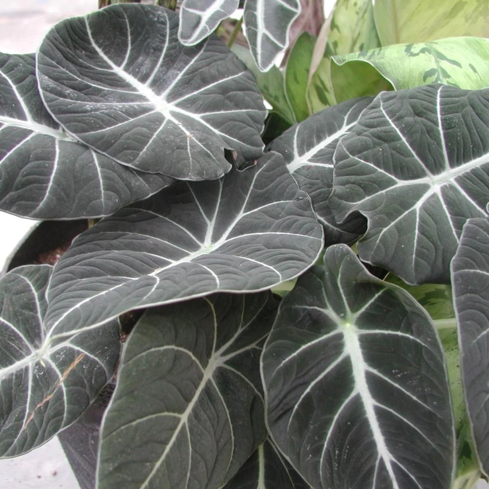 Алоказия Блэк Вельвет d11 см h25 см