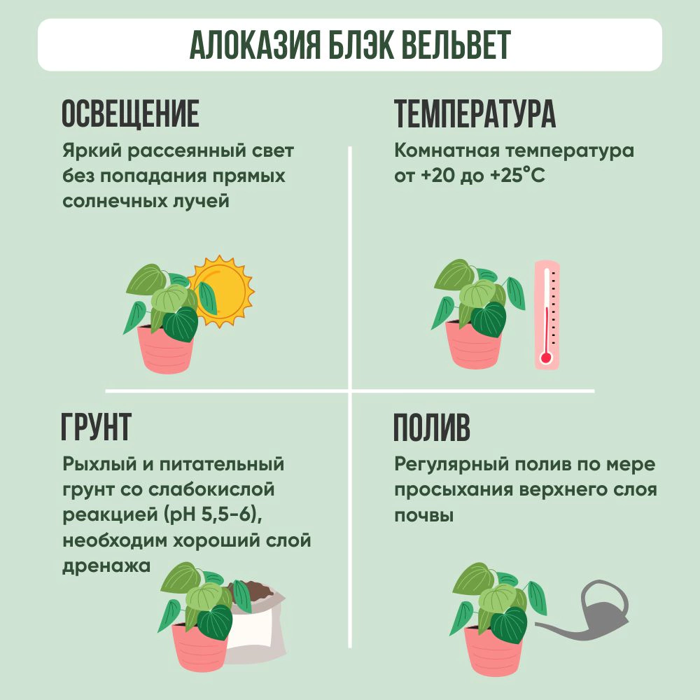 Алоказия Блэк Вельвет d11 см h25 см