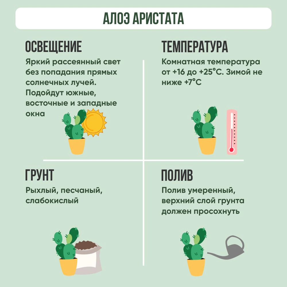 Алоэ Аристата d8,5 см h12 см