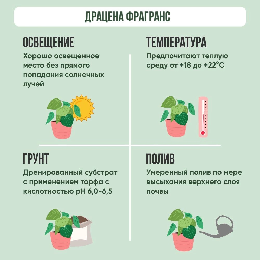 Драцена фрагранс Компакта 3 стебля d18/19 см h60 см