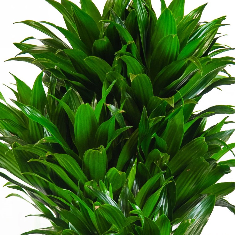 Драцена фрагранс Компакта 3 стебля d18/19 см h60 см