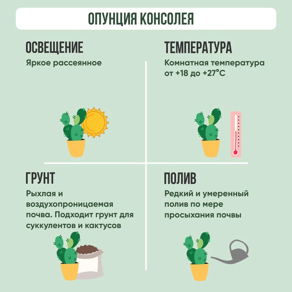 Опунция Консолея d17 см h35 см