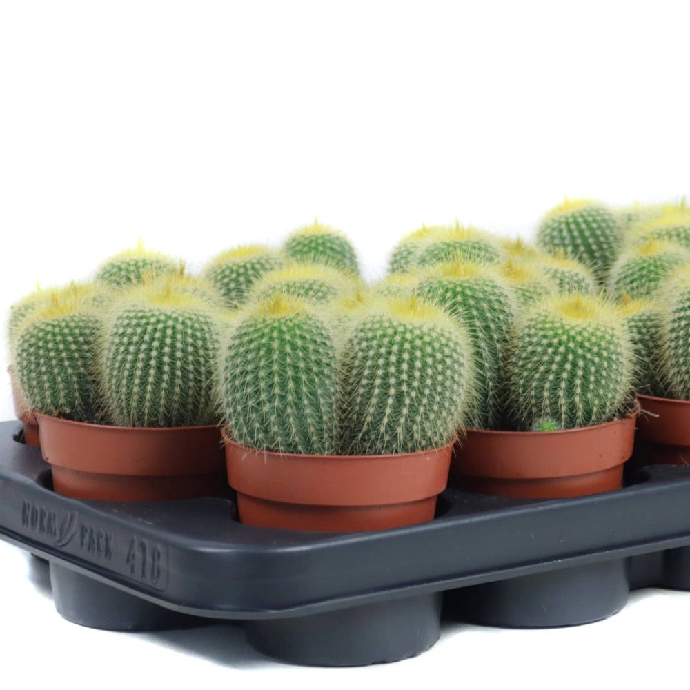 Кактус Эриокактус Ленингхауза d8,5 см h10 см