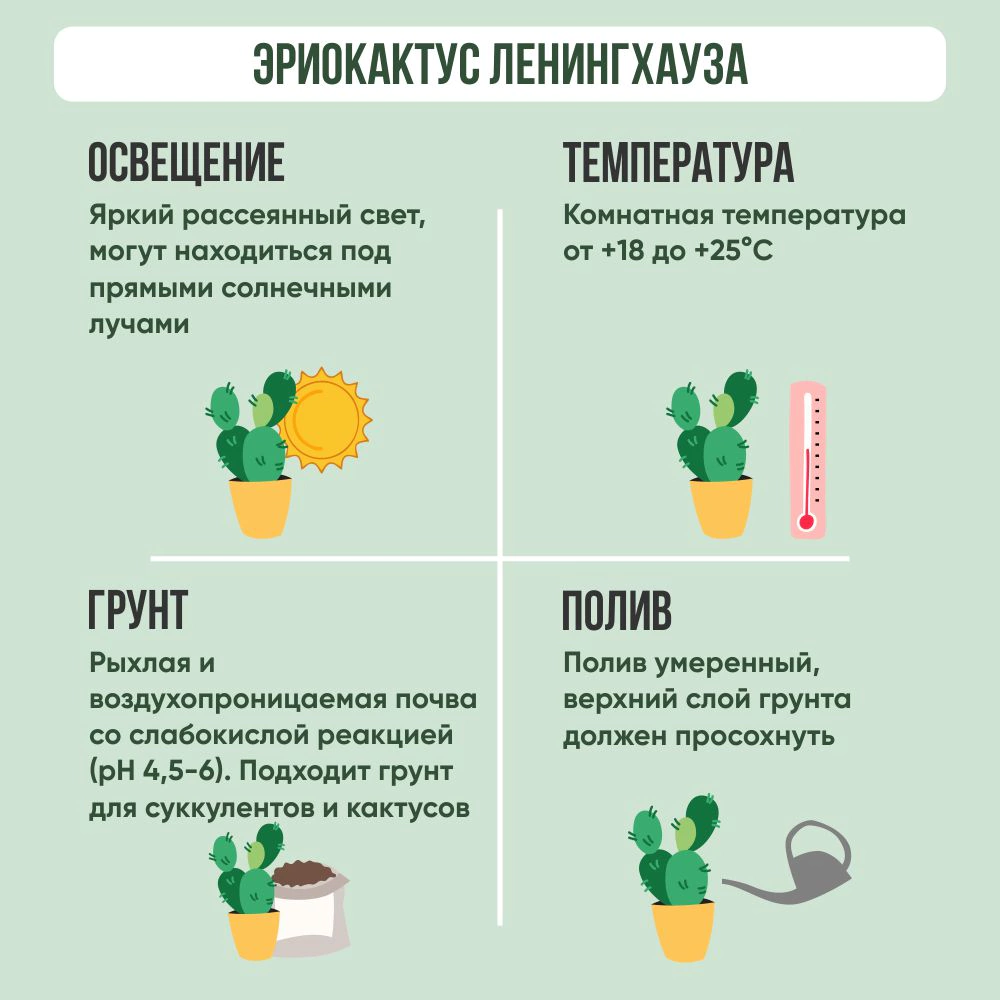 Кактус Эриокактус Ленингхауза d8,5 см h10 см