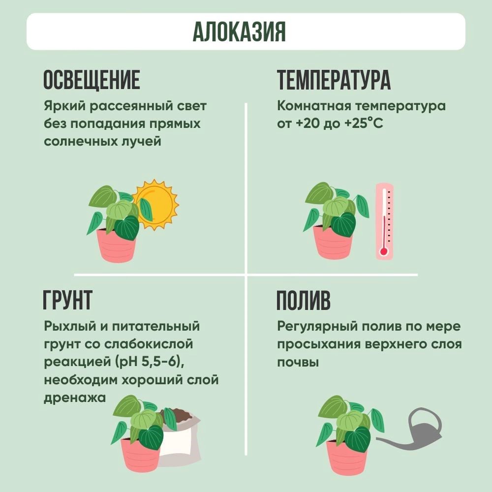 Алоказия микс d12 см