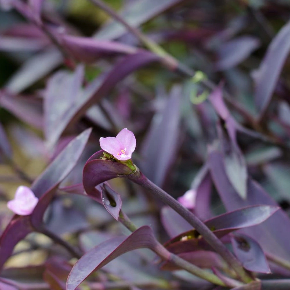 Сеткреазия миска (традесканция) d18 см