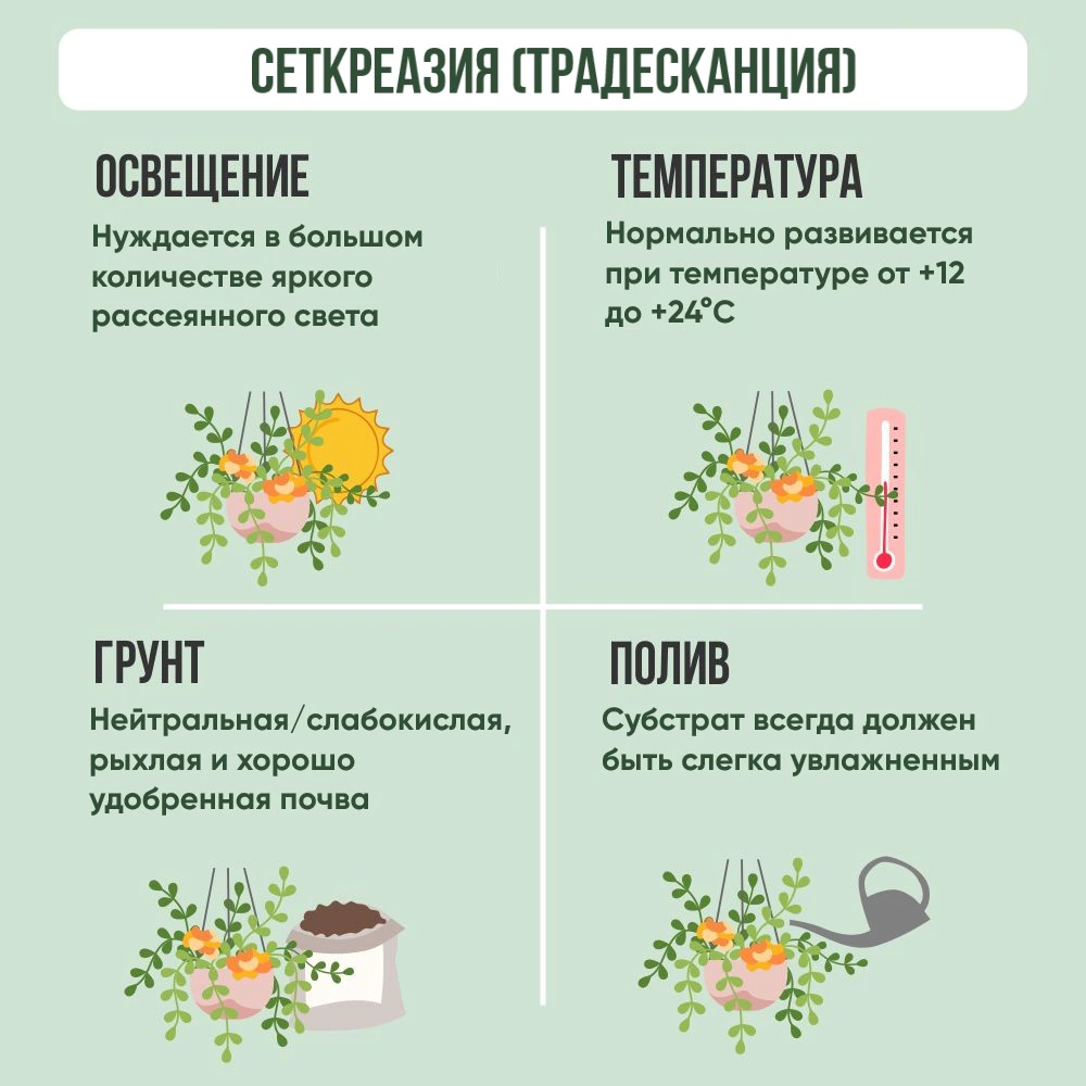 Сеткреазия миска (традесканция) d18 см