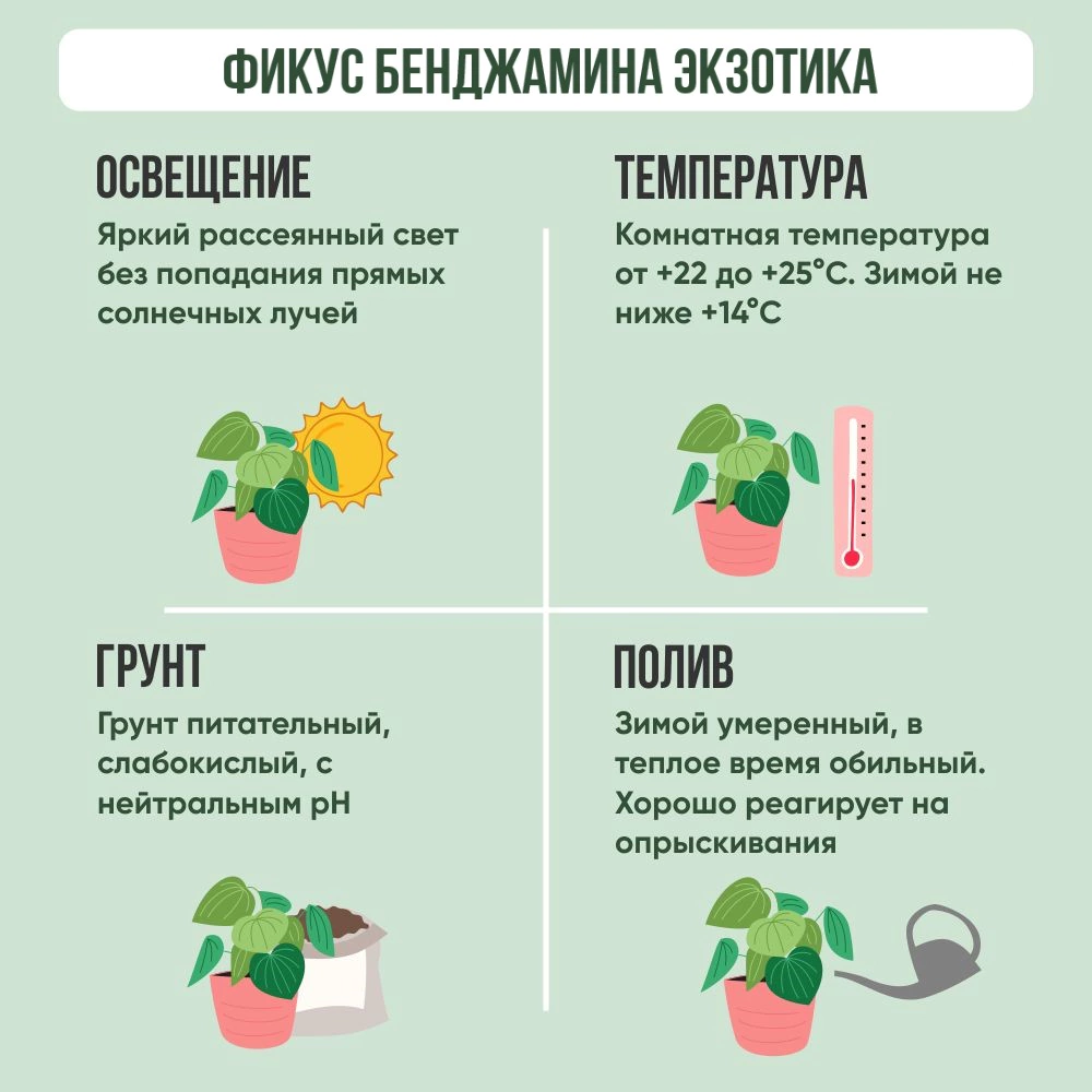 Фикус Бенджамина Exotica плетеный штамб d27см h120 см