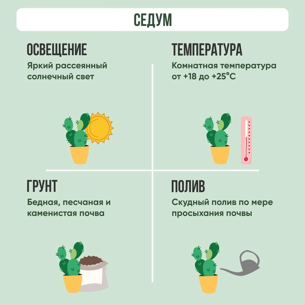 Седум микс d6,5 см