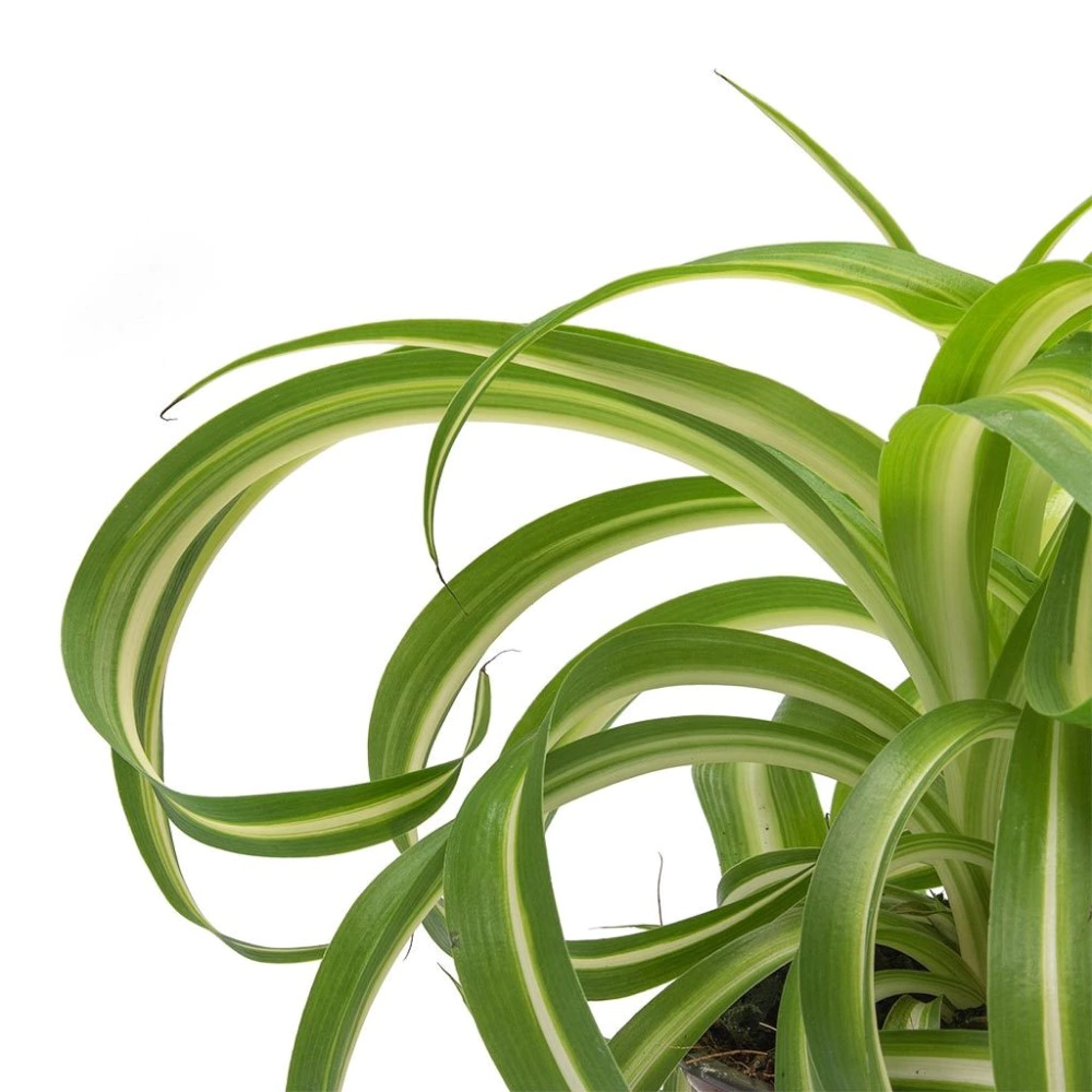 Хлорофитум Бонни d12 см