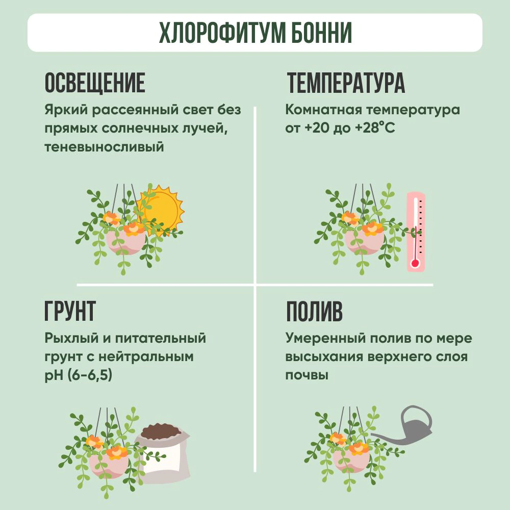 Хлорофитум Бонни d12 см