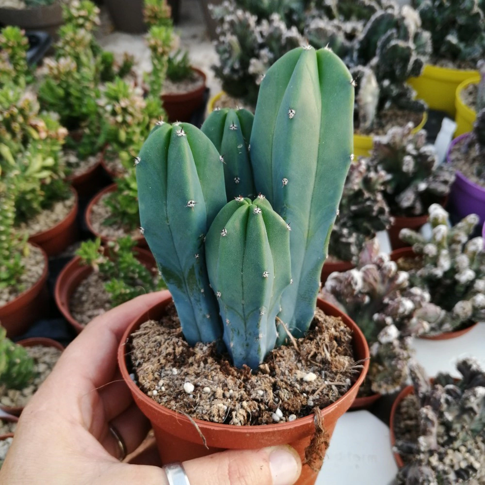 Миртиллокактус Геометрический d14 см