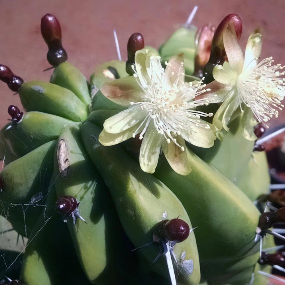 Миртиллокактус Геометрический d14 см