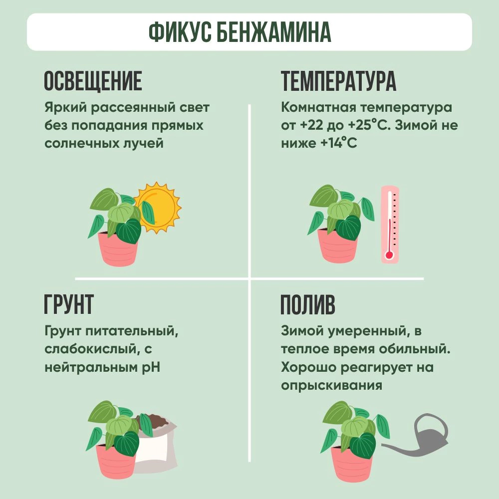Фикус бенжамина Реджинальд d23 см h50 см(К)