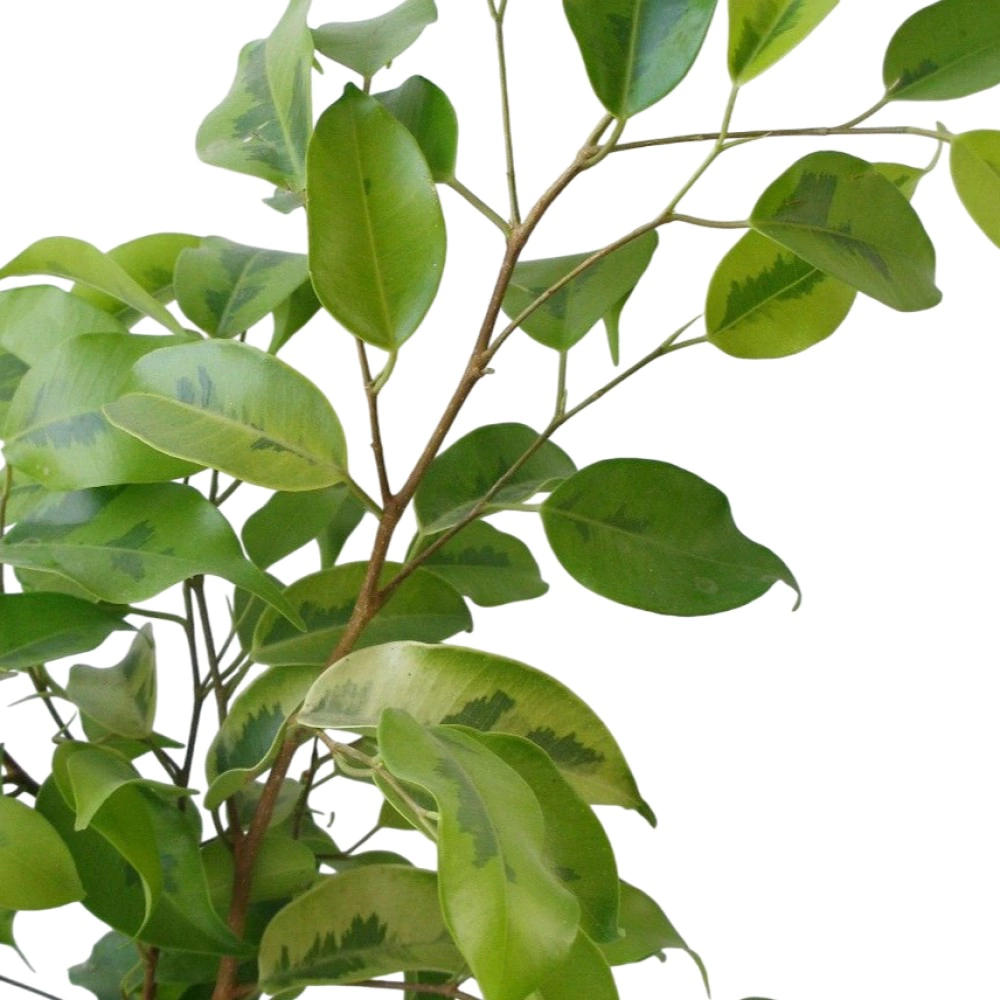 Фикус бенжамина Реджинальд d23 см h50 см(К)