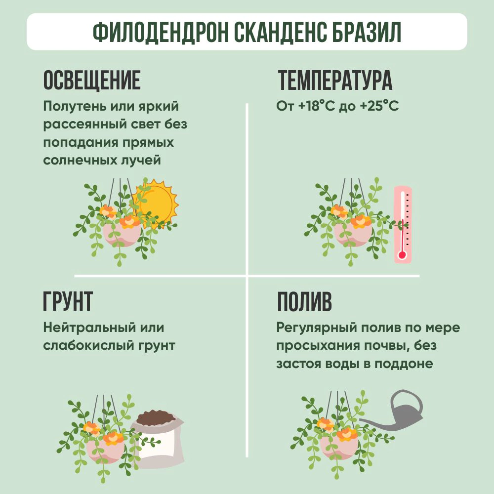 Филодендрон Сканденс Бразил на решетке d23 см h120 см