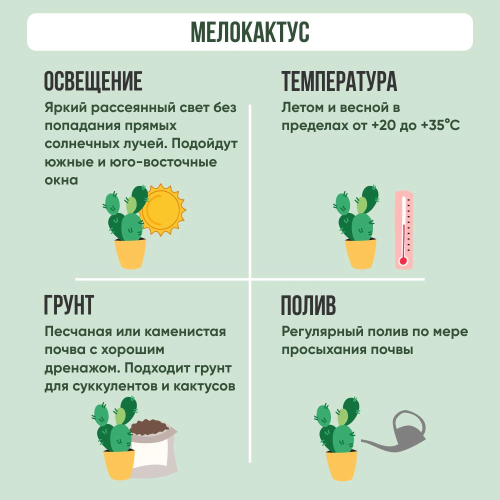 Мелокактус лазурный d12 см