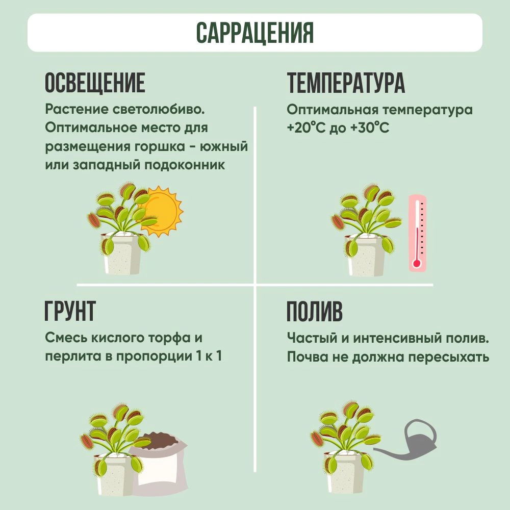 Саррацения микс (в блистере) d6 см