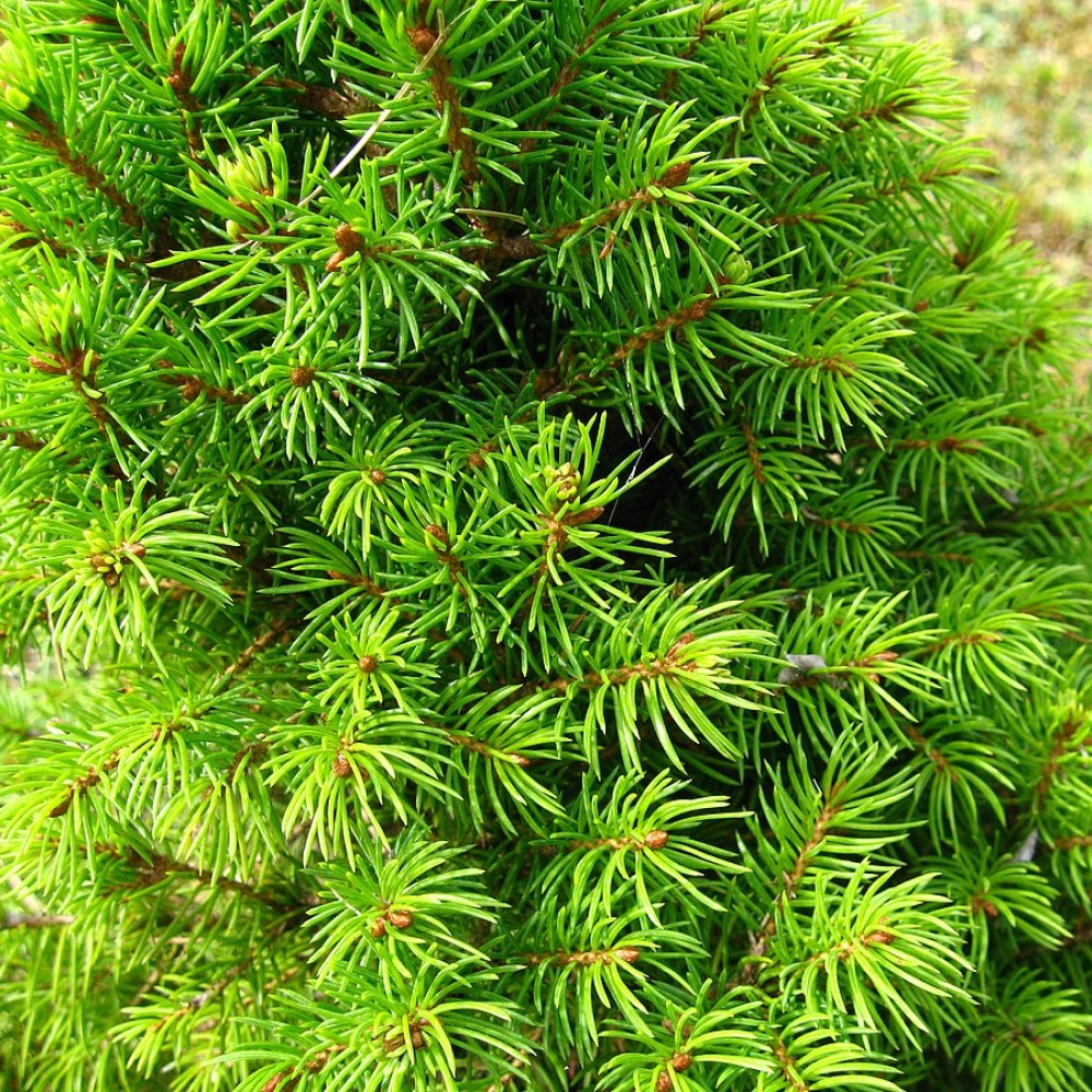 Ель Коника 60 см