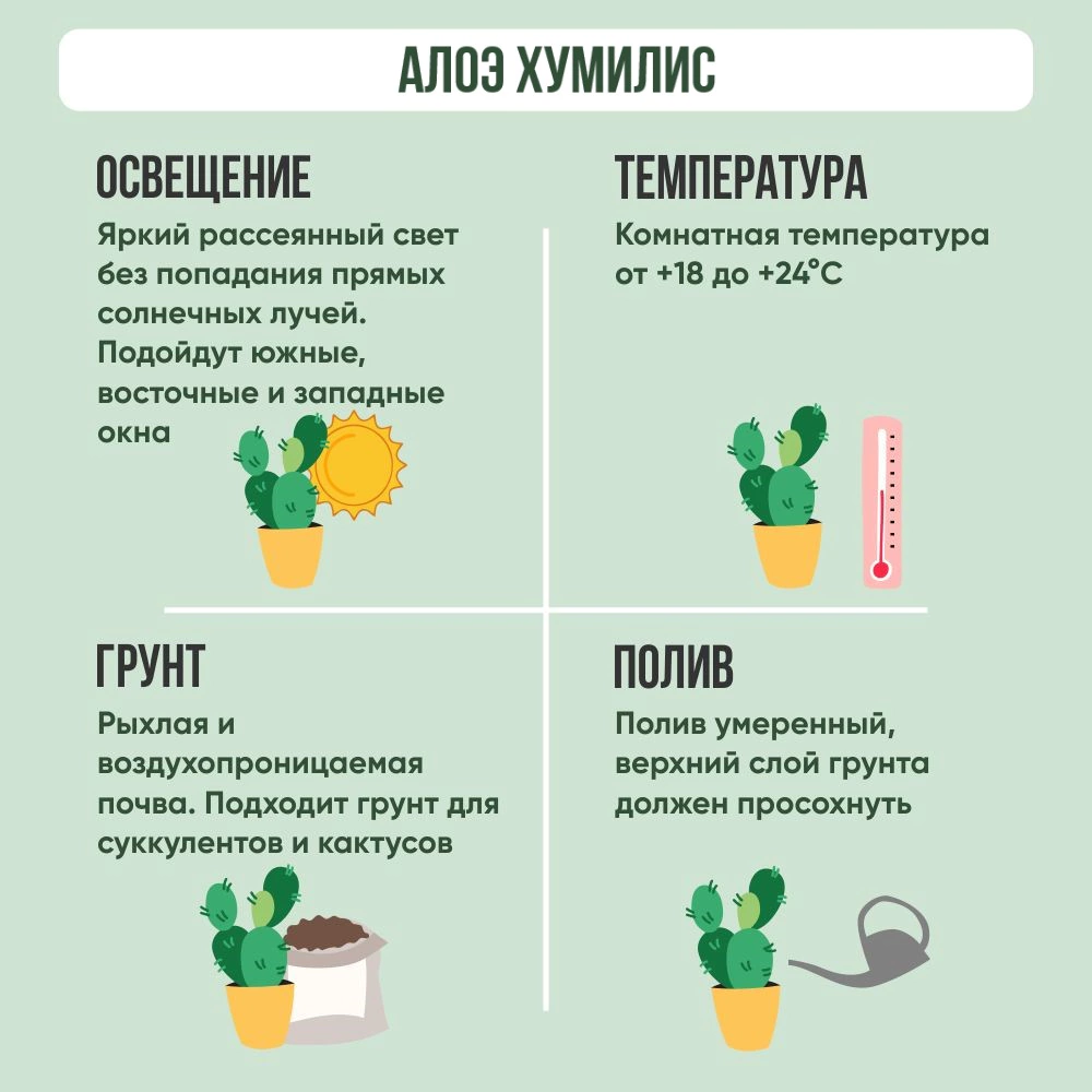 Алоэ Хумилис d9 см