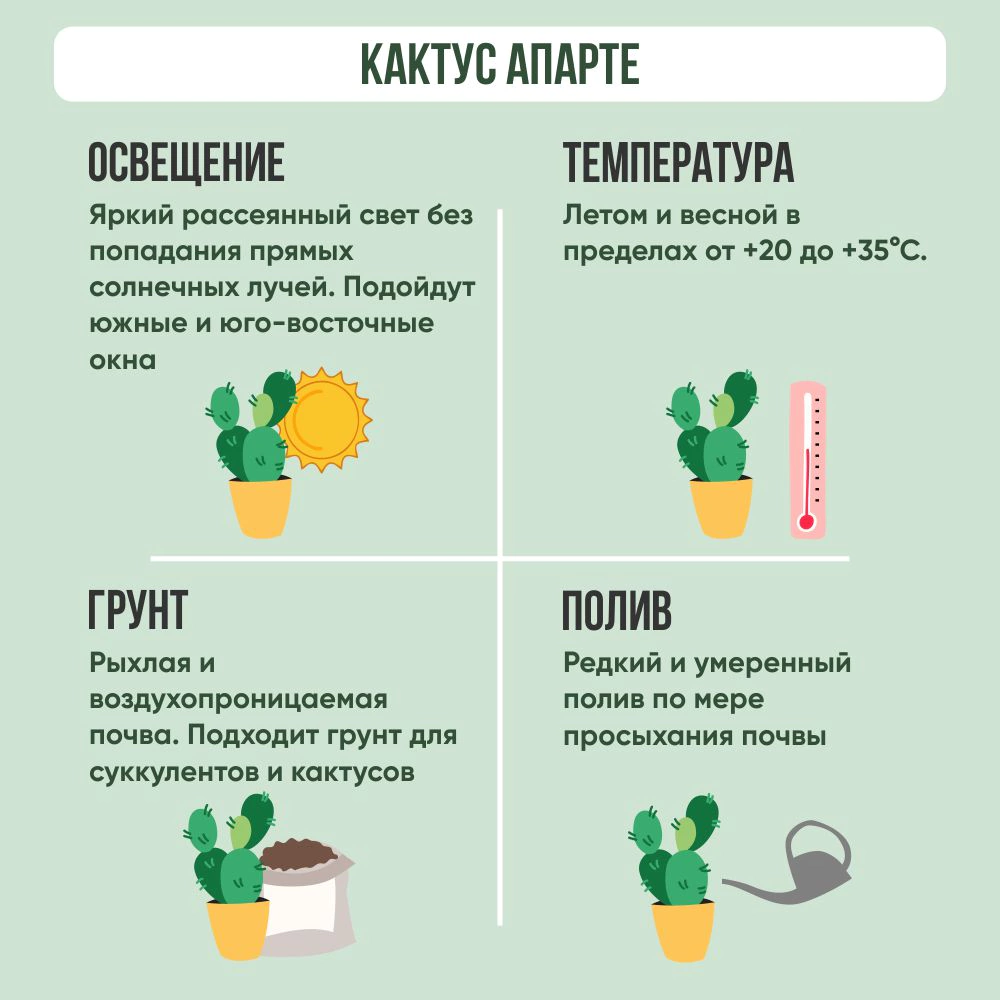 Кактус Апарте d5 см