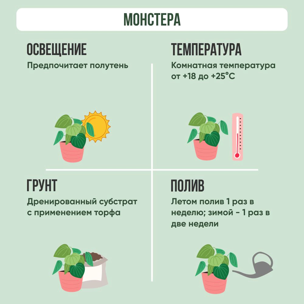 Монстера d10/11 см h20 см (К)