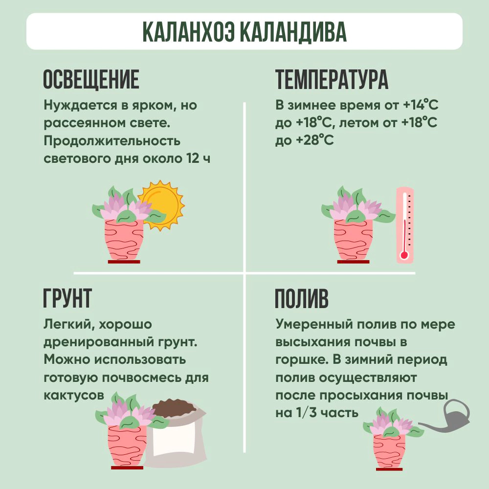 Каланхоэ Каландива микс d15 см h26 см