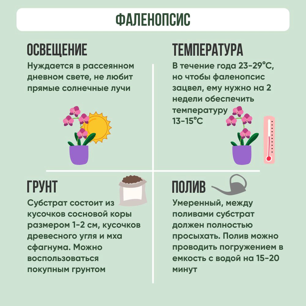 Фаленопсис микс d15 см