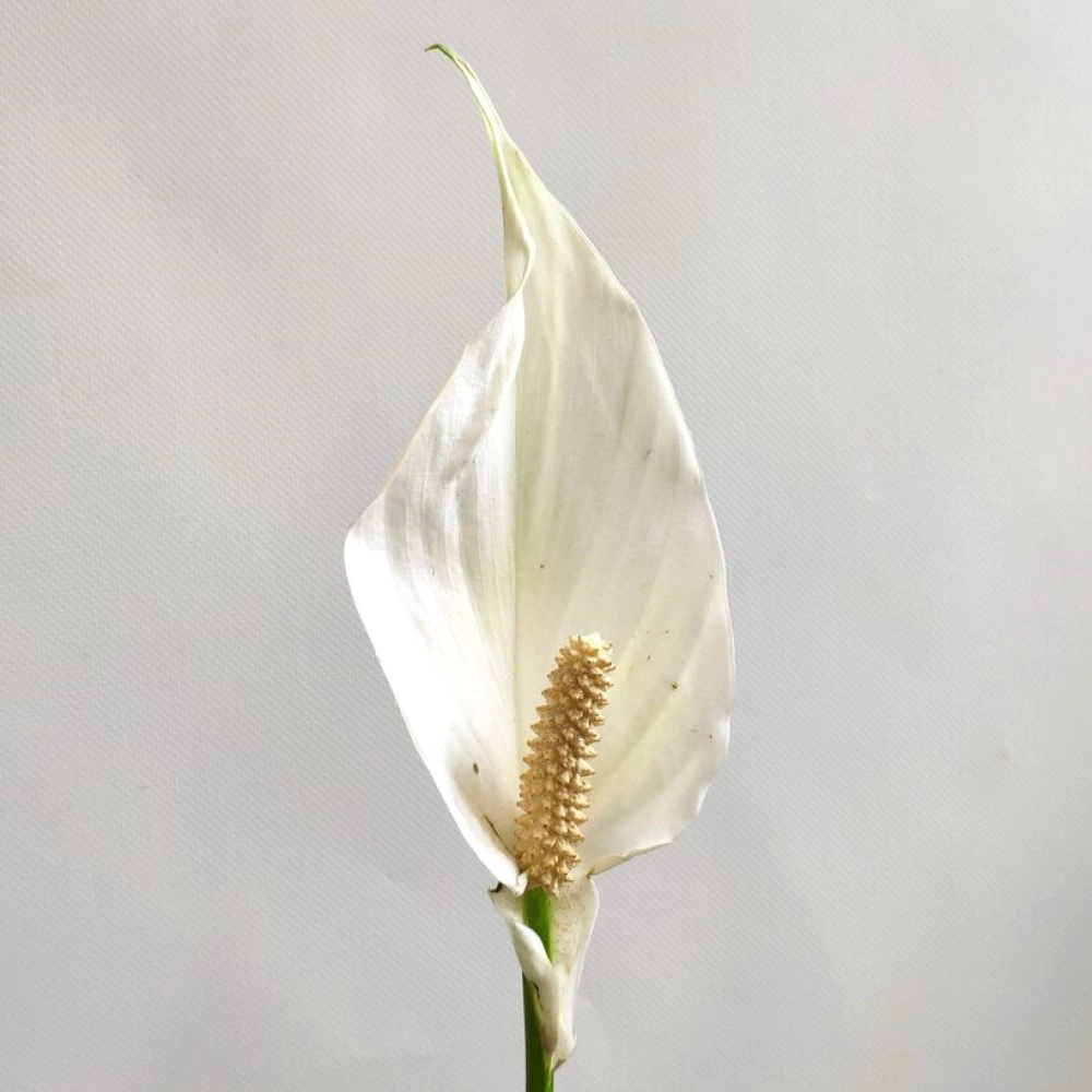 Спатифиллум Свит Чико d13 см h55 см