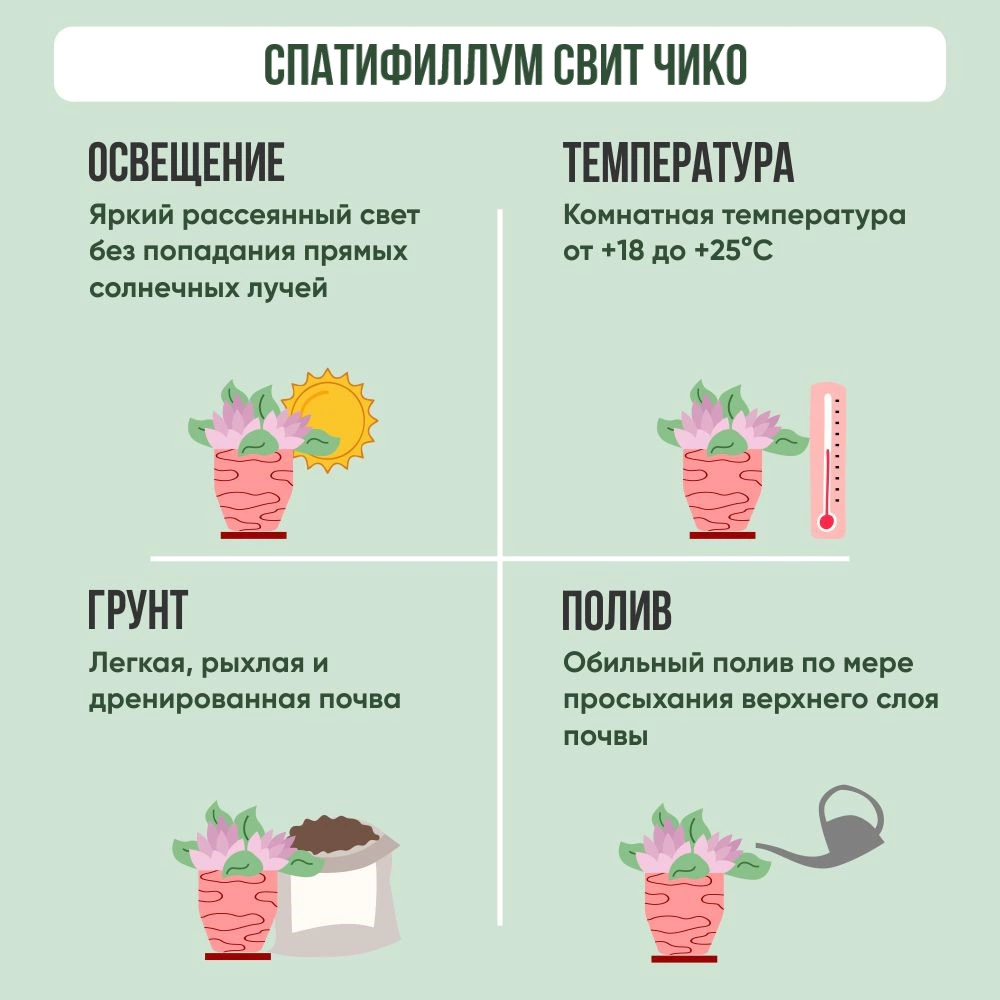 Спатифиллум Свит Чико d13 см h55 см