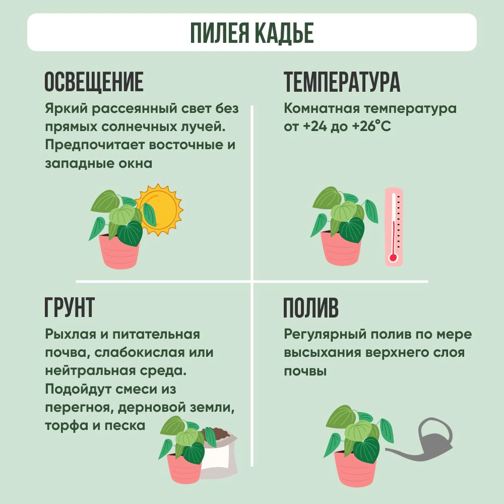Пилея Кадье d11 см h20 см