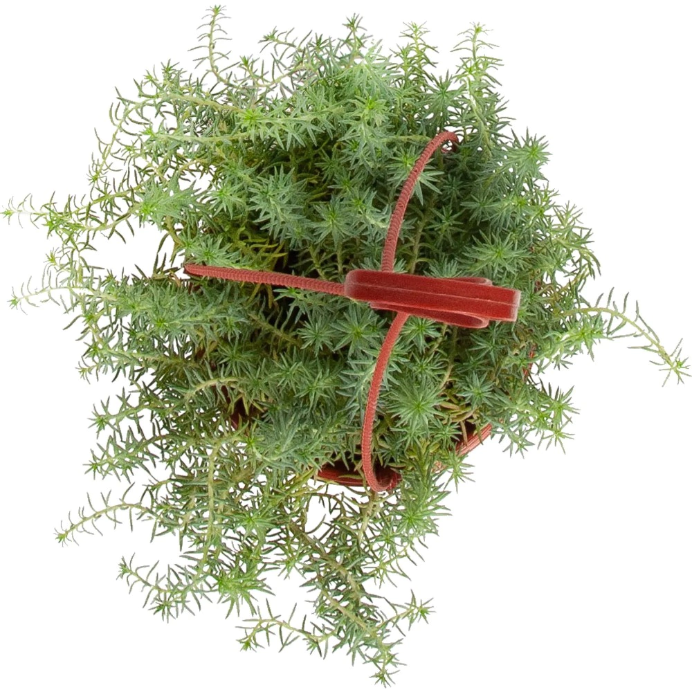 Очиток микс d16 см