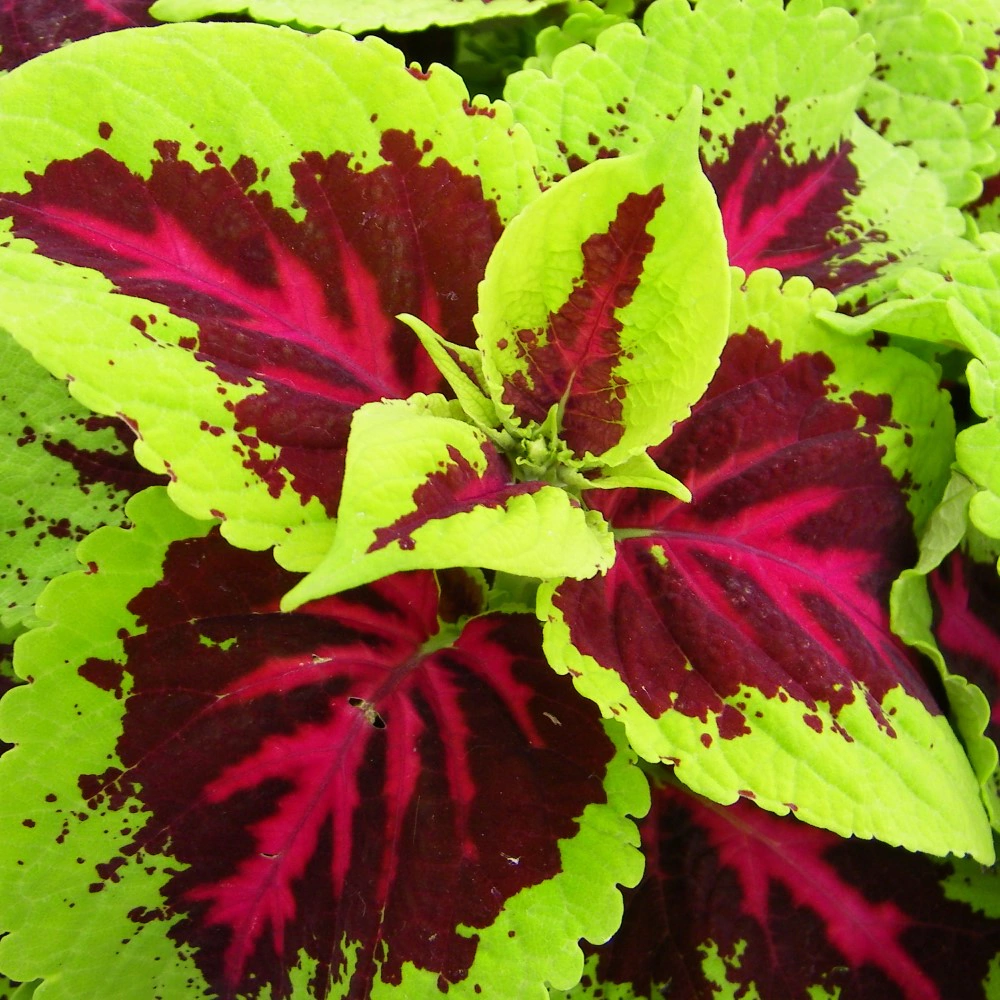 Колеус микс d16 см